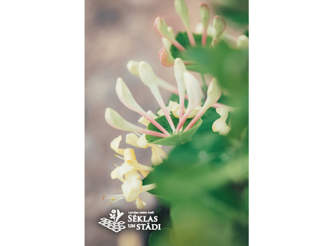 Lonicera caprifolium